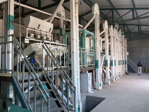 50T Millet Processing Plant in Indonesia
