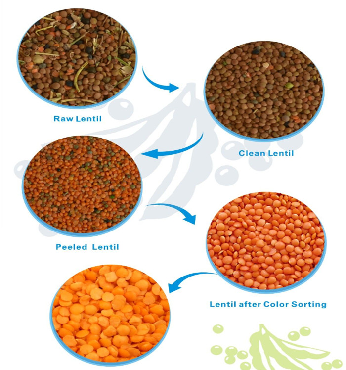 Lentil Processing Project