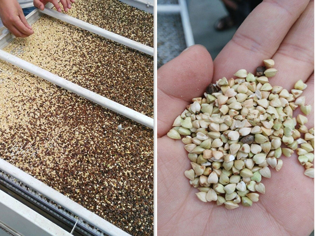 Buckwheat Cleaning and Hulling Line