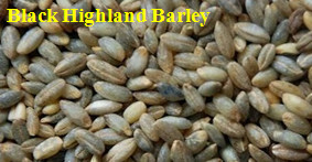 MTPS series highland barley peeling machine.jpg