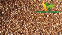 Teff Hulling Machine የጤፍ መቀበያ ማሽን teff cleaner