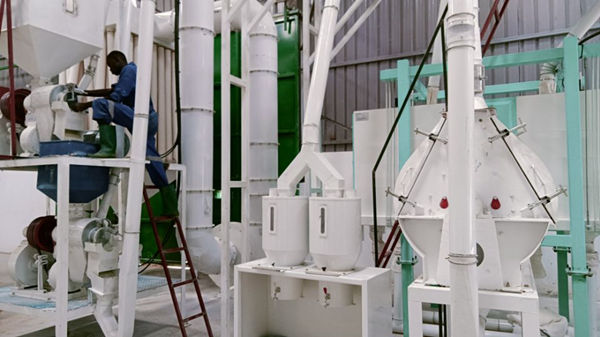 buckwheat flour milling machine