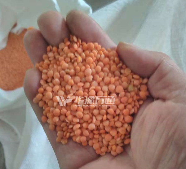 Successful Commissioning of Malaysia 1TPH Lentil Peeling Line