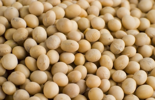 soybean processing